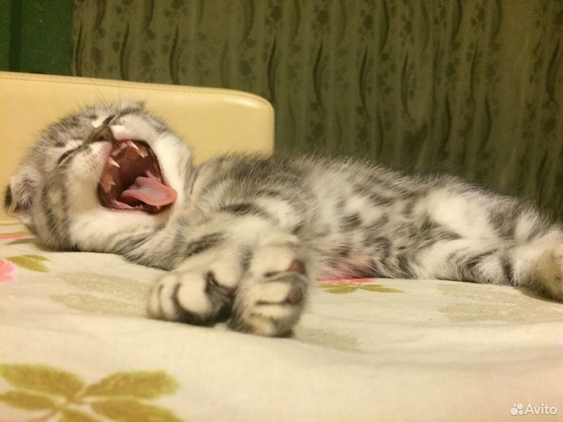 Шотландский котенок