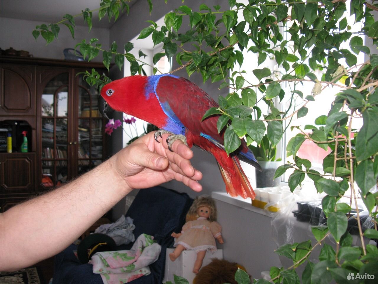 Большие говорящие попугаи купить на Зозу.ру - фотография № 5