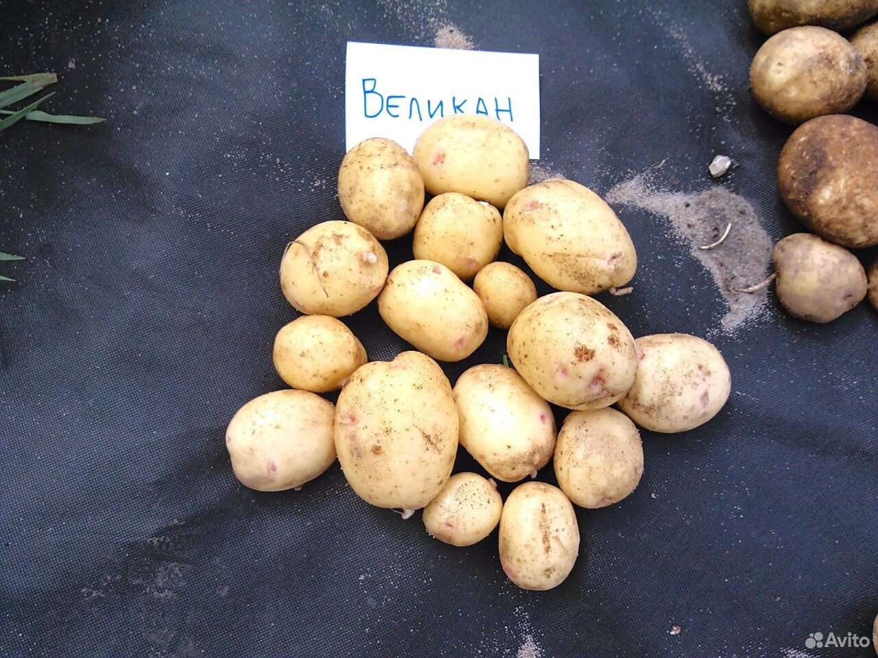 картофель нандина фото