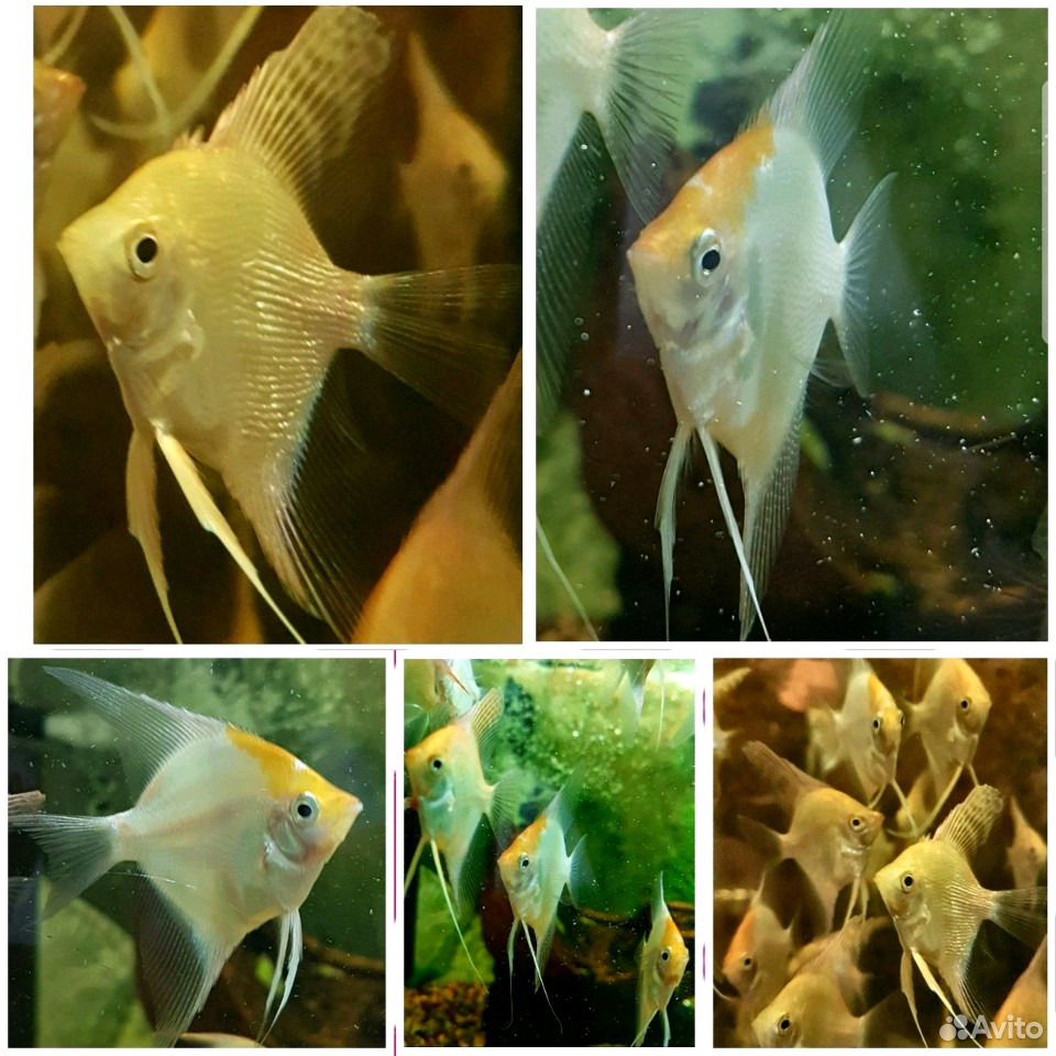 Гуппи аквариумные рыбки. Гуппи красная кобра. Нотропис радужный. Живородящие аквариумные рыбки гуппи. Гуппи зеленая кобра.