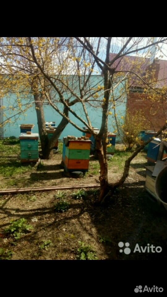 Пчелопакеты от Саныча купить на Зозу.ру - фотография № 1