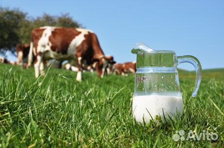 Продам коровье молоко купить на Зозу.ру - фотография № 1