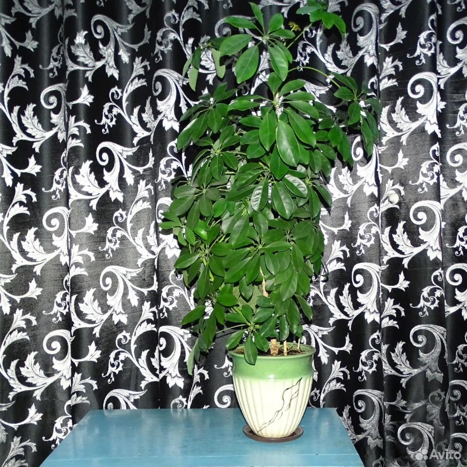 Продам домашние растения купить на Зозу.ру - фотография № 2