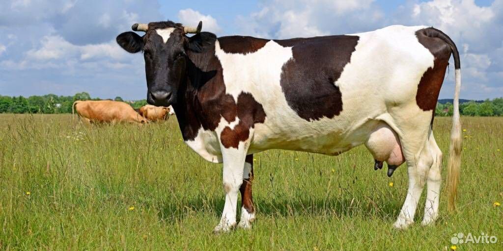Продам коров и телят купить на Зозу.ру - фотография № 1