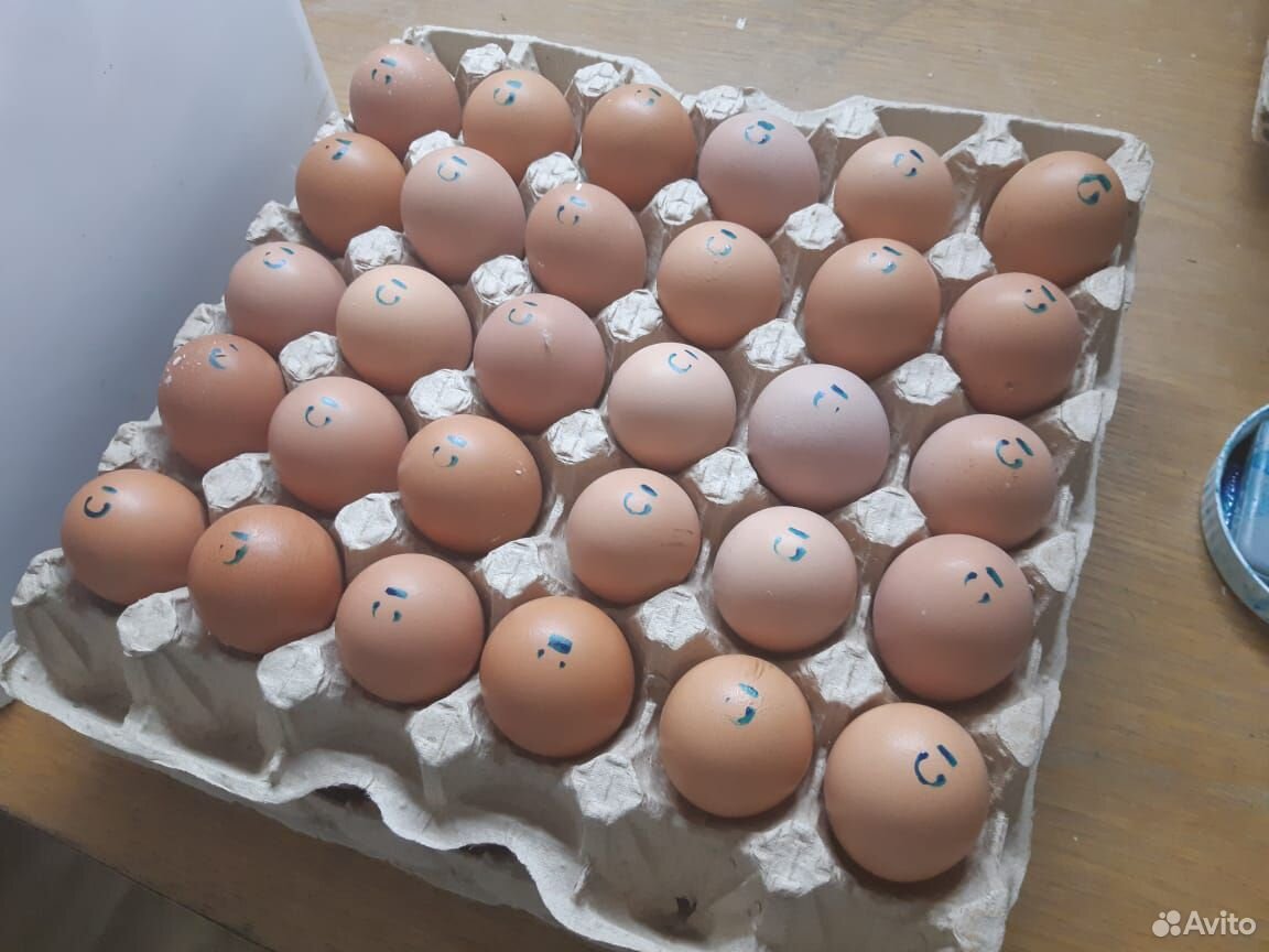 Предлагаем фермерские столовые яйца купить на Зозу.ру - фотография № 1