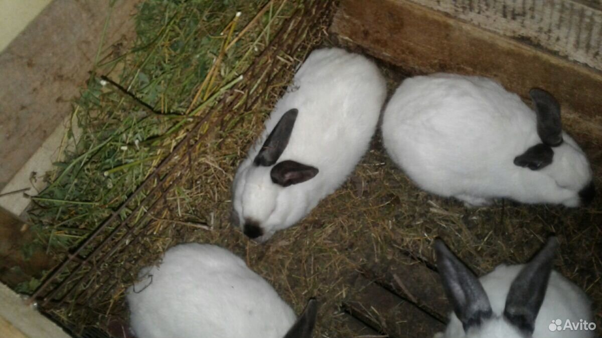 Кролики, мясных пород купить на Зозу.ру - фотография № 4