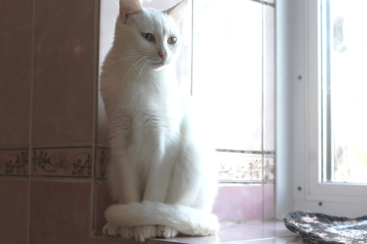 Кастрированный кот Рафинад купить на Зозу.ру - фотография № 3