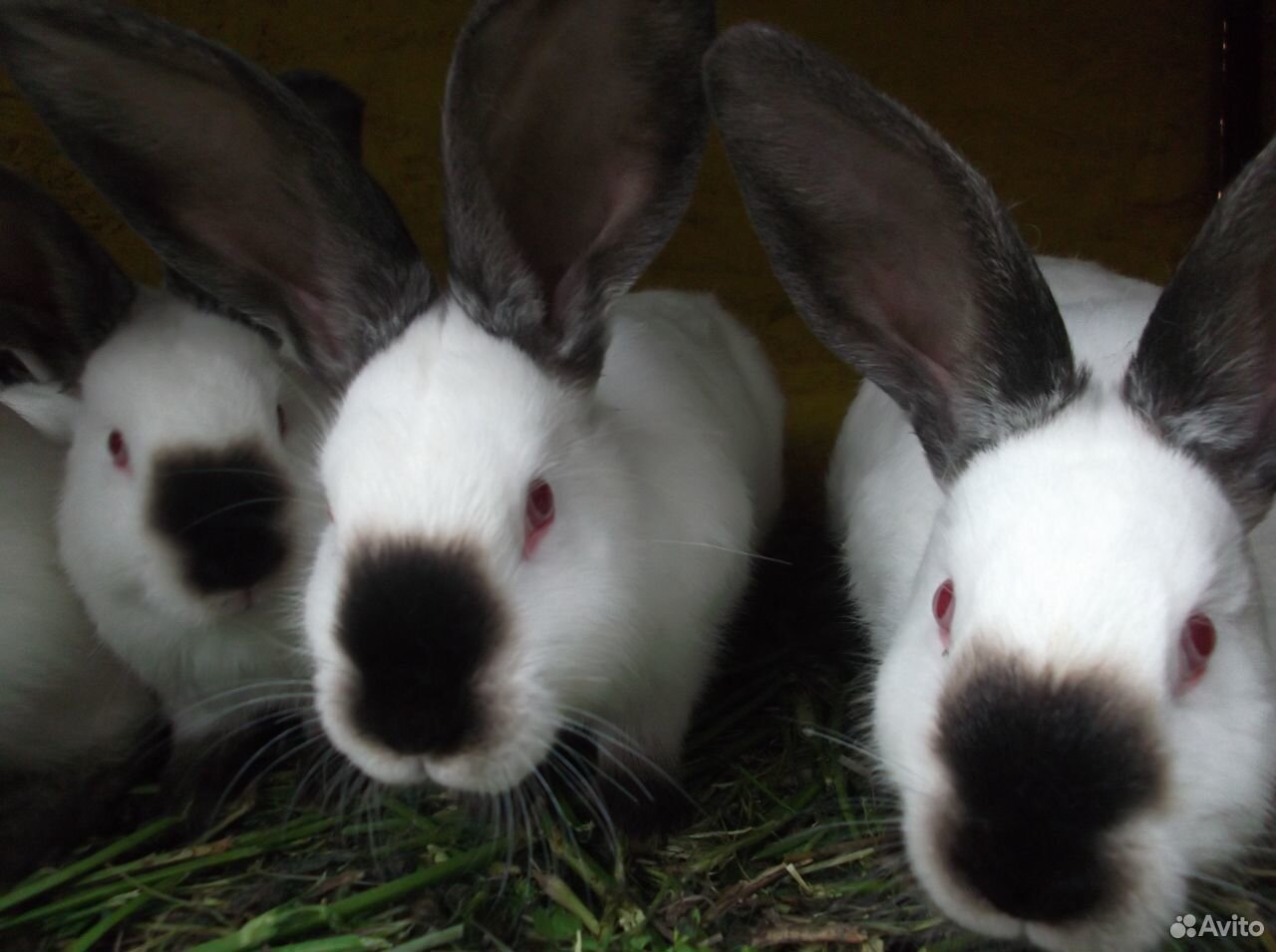 Калифорнийские кролики купить на Зозу.ру - фотография № 10
