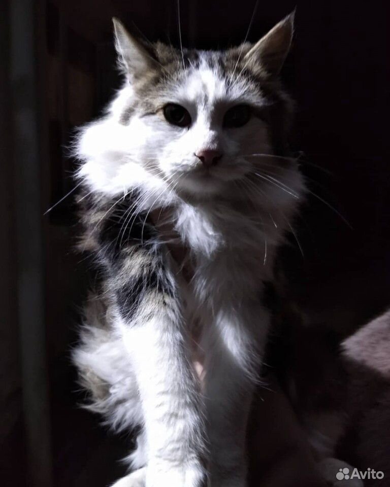 Котёнок 6 месяцев купить на Зозу.ру - фотография № 1