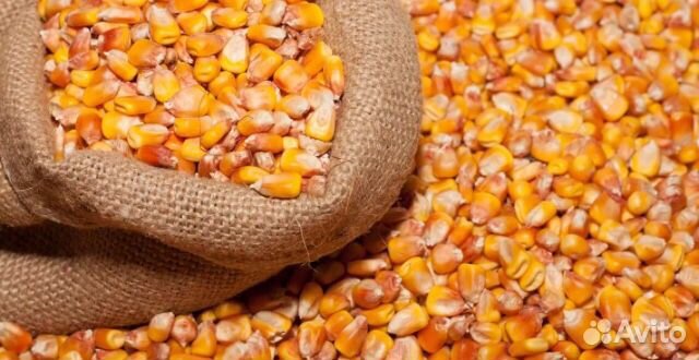 Кукурузное зерно купить на Зозу.ру - фотография № 1