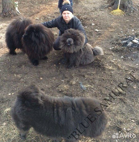 Шерсть собачья чау чау