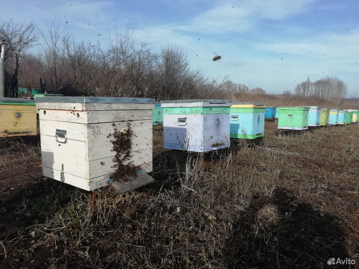 Пчелопакеты, пчёлы купить на Зозу.ру - фотография № 3
