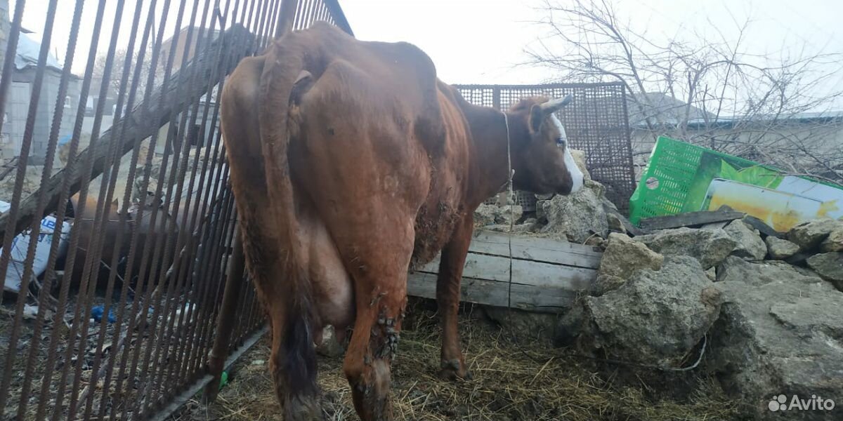 2 Коровы дойные с телятами и телка купить на Зозу.ру - фотография № 7