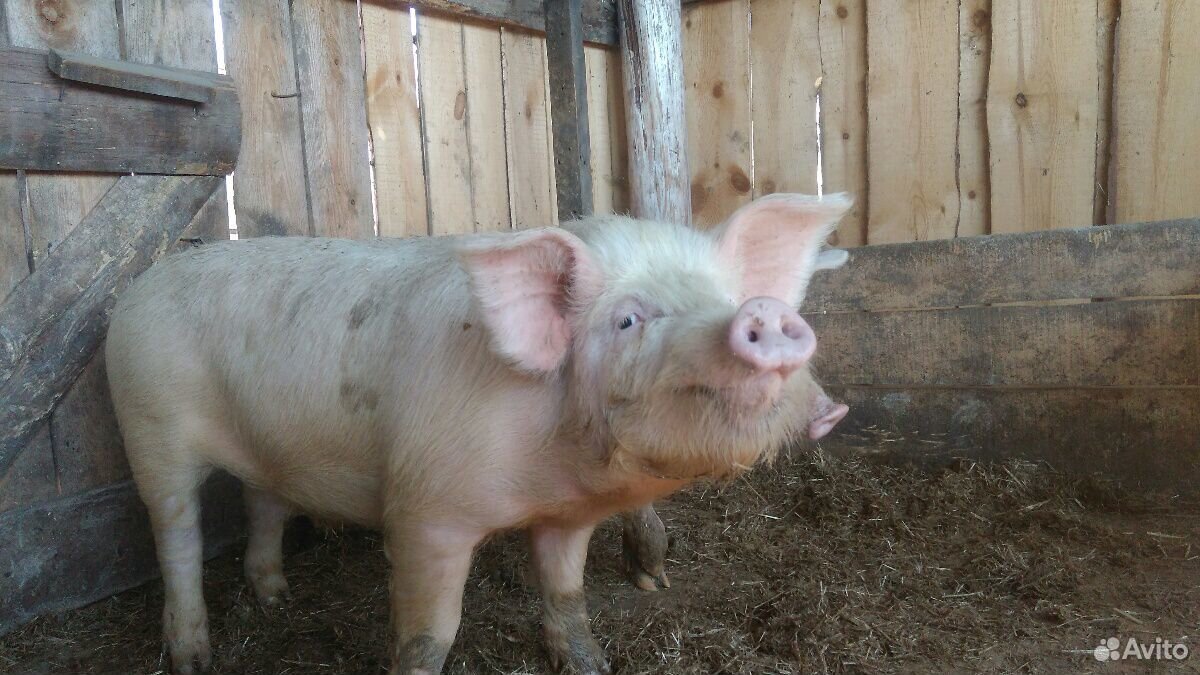 Обменяю борова на свинку 6 мес купить на Зозу.ру - фотография № 1