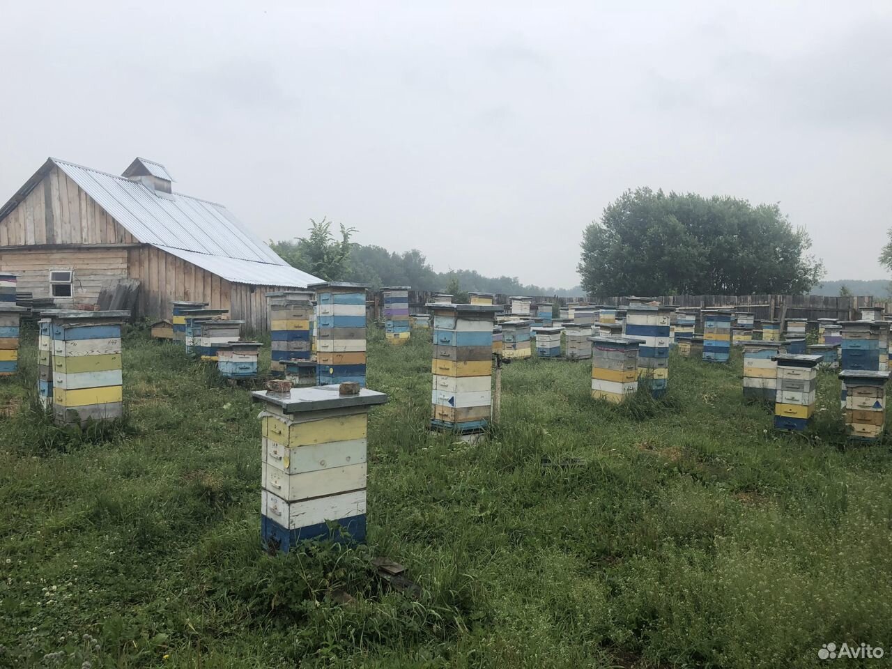 Продам пчел, пчеломаток купить на Зозу.ру - фотография № 2