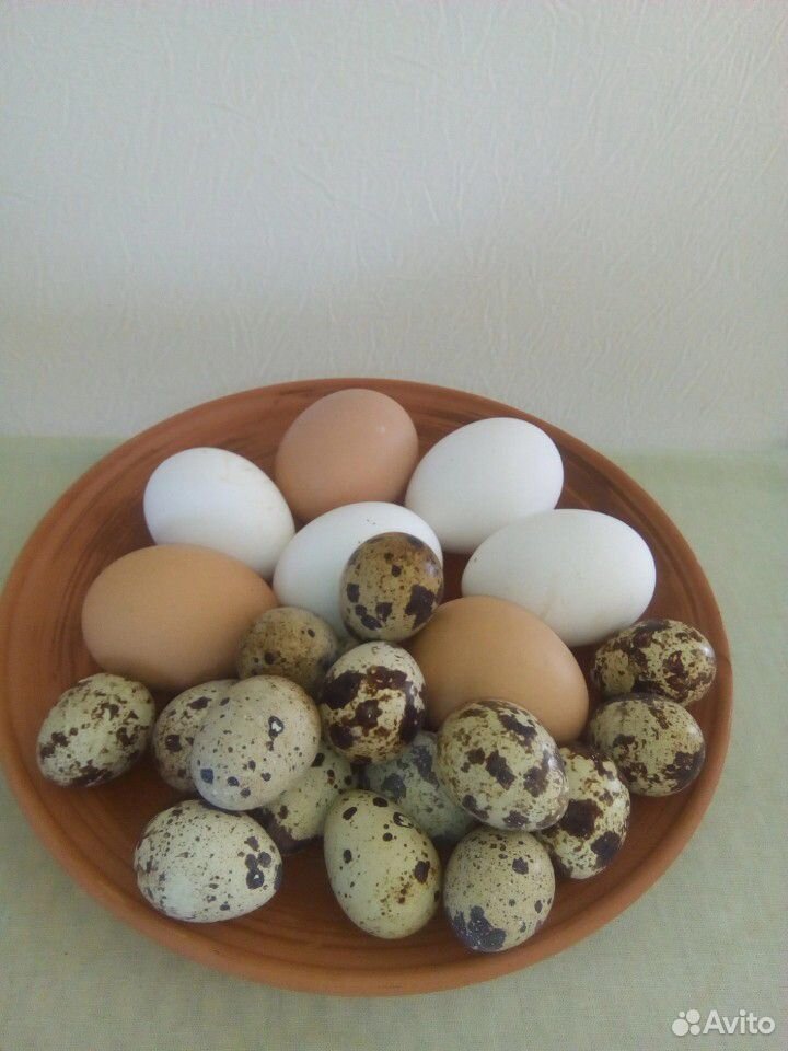 Яйца перепелиные и куриные инкубационные купить на Зозу.ру - фотография № 1