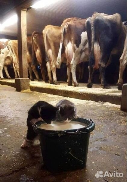 Молоко коровье парное купить на Зозу.ру - фотография № 5