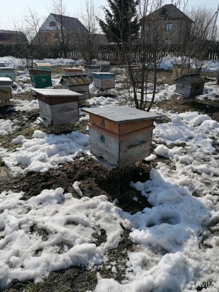 Пчёл на высадку 6-9 рамок купить на Зозу.ру - фотография № 1