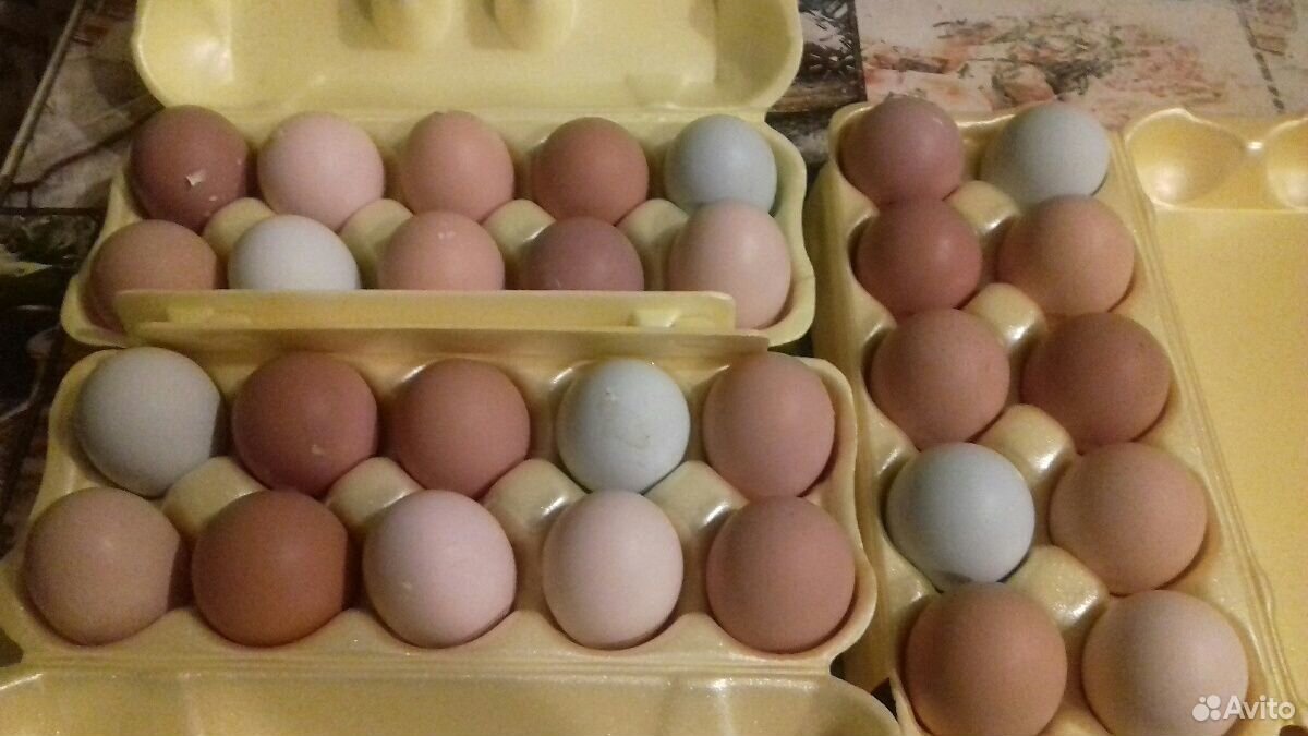 Инкубационное яйцо и цыплята купить на Зозу.ру - фотография № 3