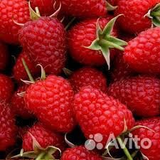 Продам ягоду клубники, малины, ежевики сезон 2020 купить на Зозу.ру - фотография № 3