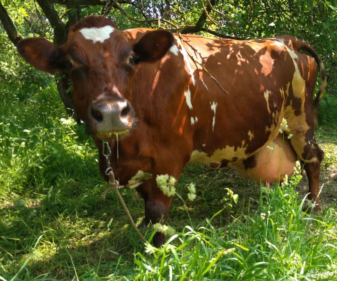 Корова Айширка купить на Зозу.ру - фотография № 2