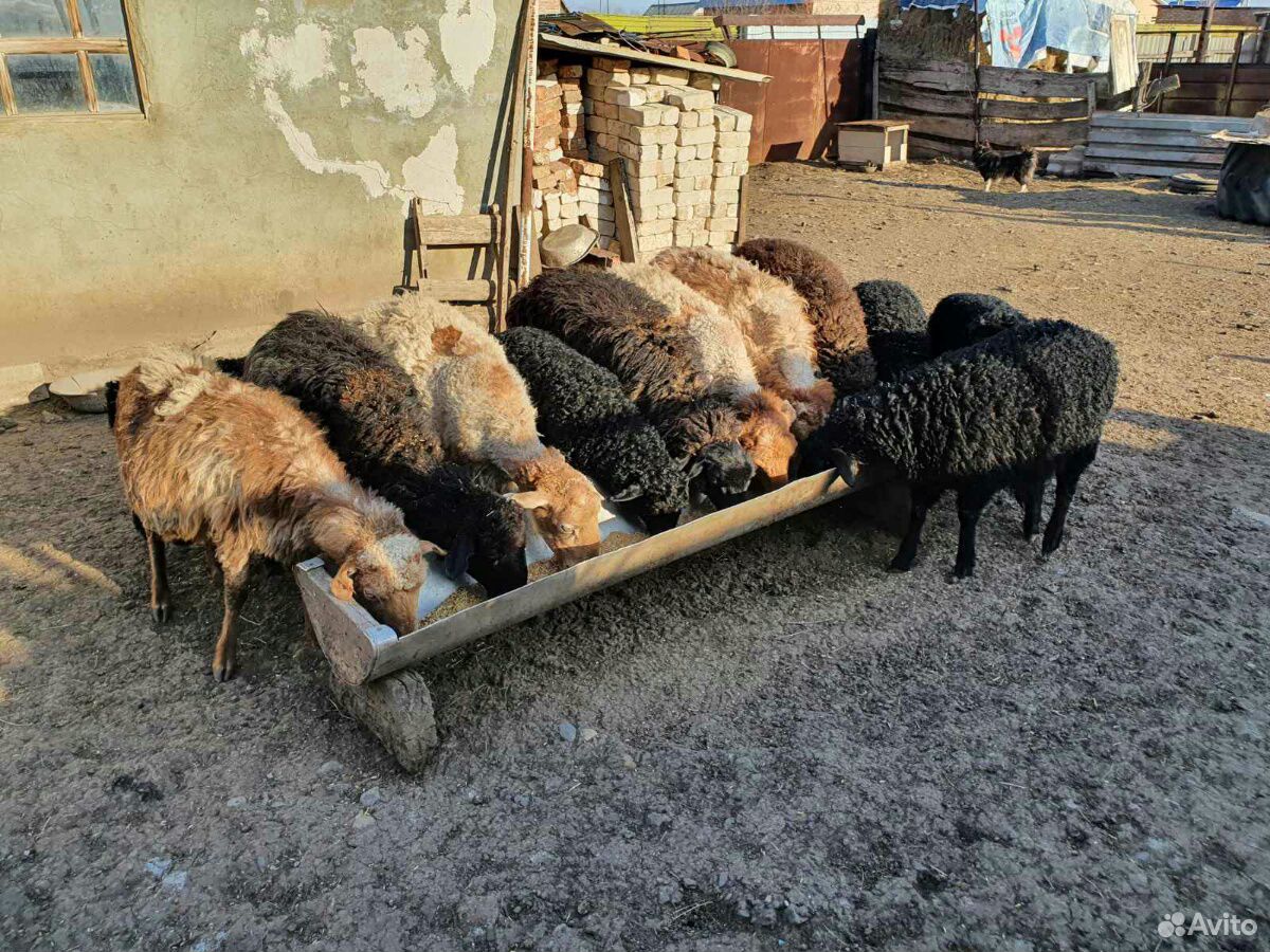 Продам овцематок с ягнятами на племя курдючные купить на Зозу.ру - фотография № 4