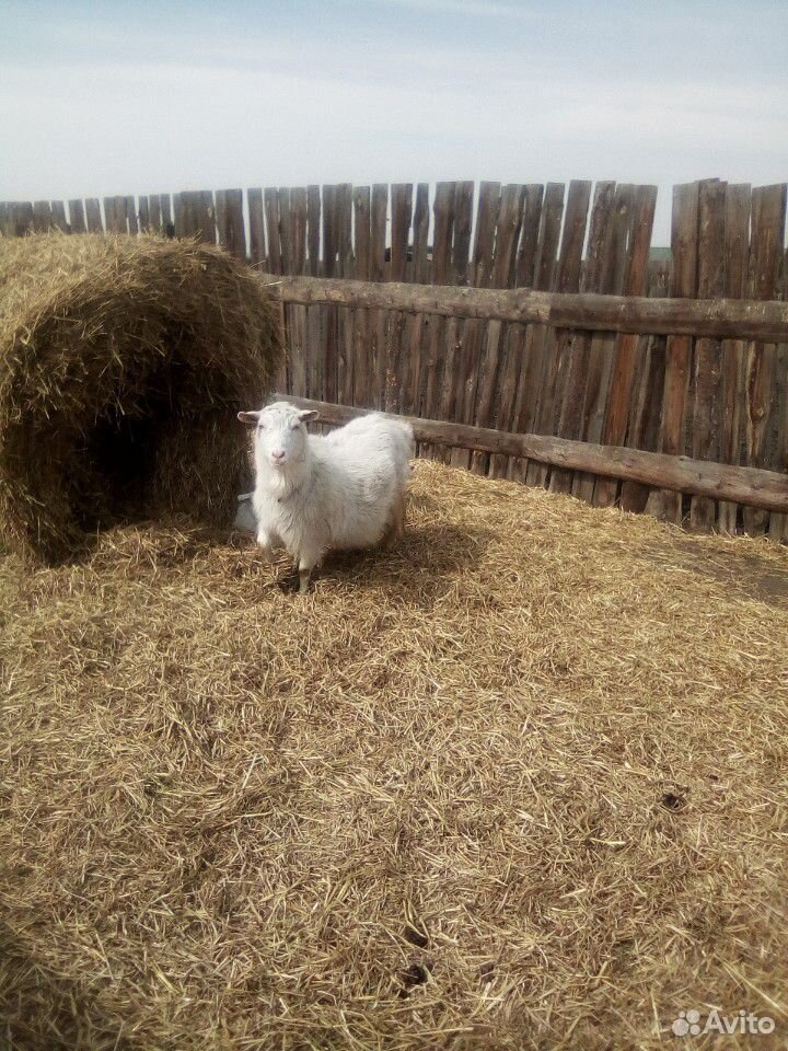 Зааненская коза с козлятами купить на Зозу.ру - фотография № 2