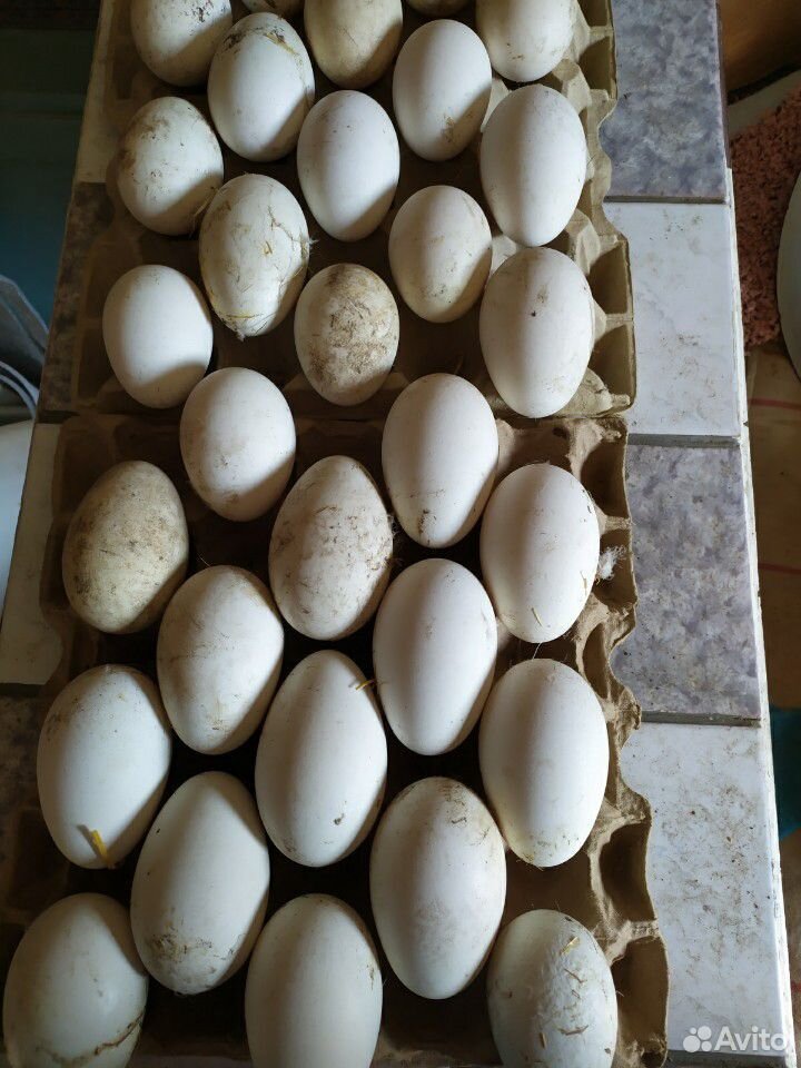 Гусиные яйца инкубационные купить на Зозу.ру - фотография № 3