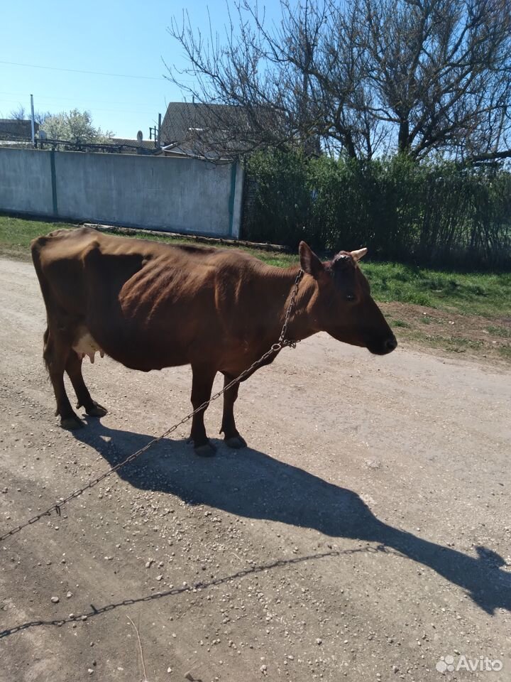 Продаеться корова купить на Зозу.ру - фотография № 3