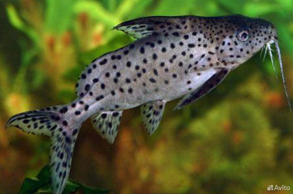 Сом перевертыш (Synodontis nigriventris) купить на Зозу.ру - фотография № 3