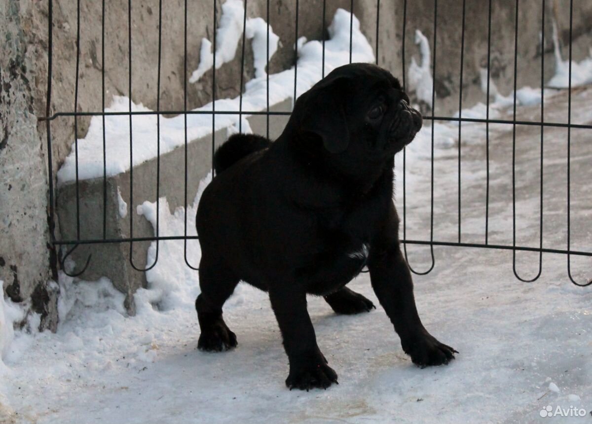 Мопс щенок черного окраса купить на Зозу.ру - фотография № 4