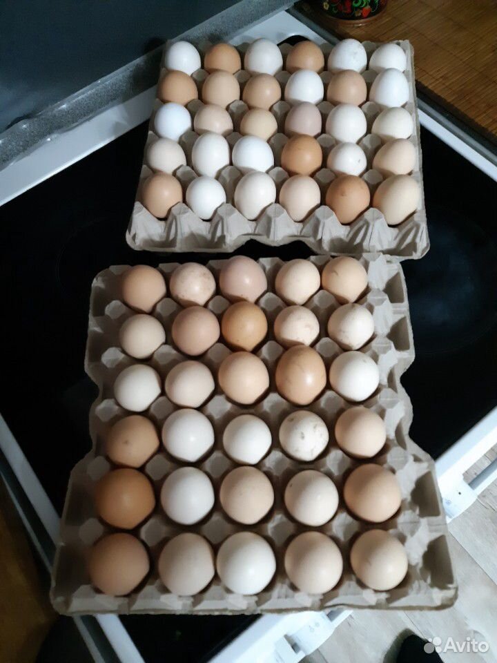Продам яйцо куриное для инкубации купить на Зозу.ру - фотография № 1