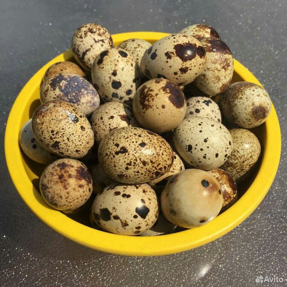 Продаю перепелиное яйцо купить на Зозу.ру - фотография № 1