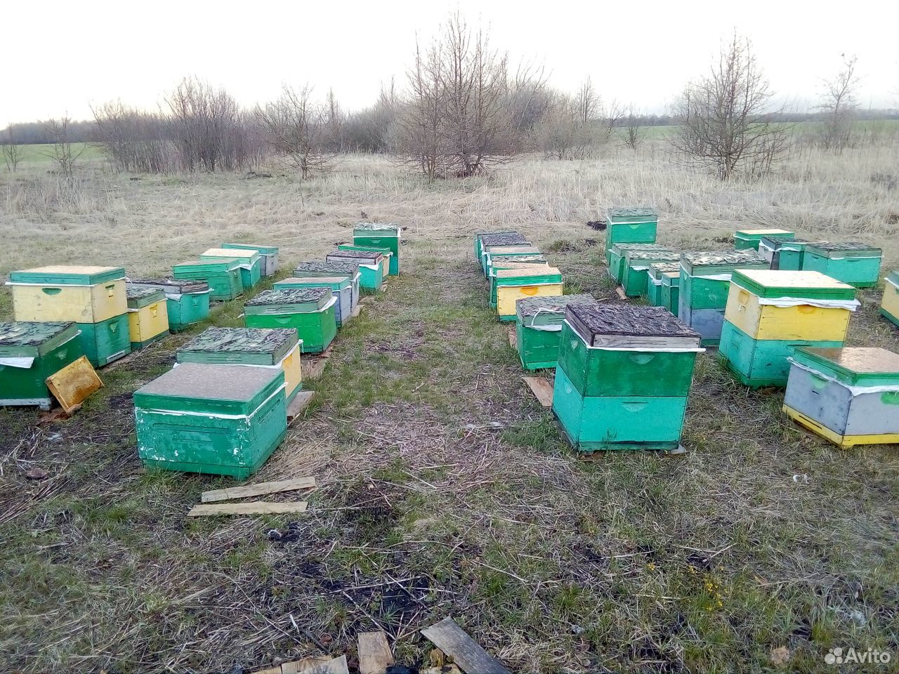 Купить пчел воронежская. Купить пчелосемьи на авито Ульяновск.