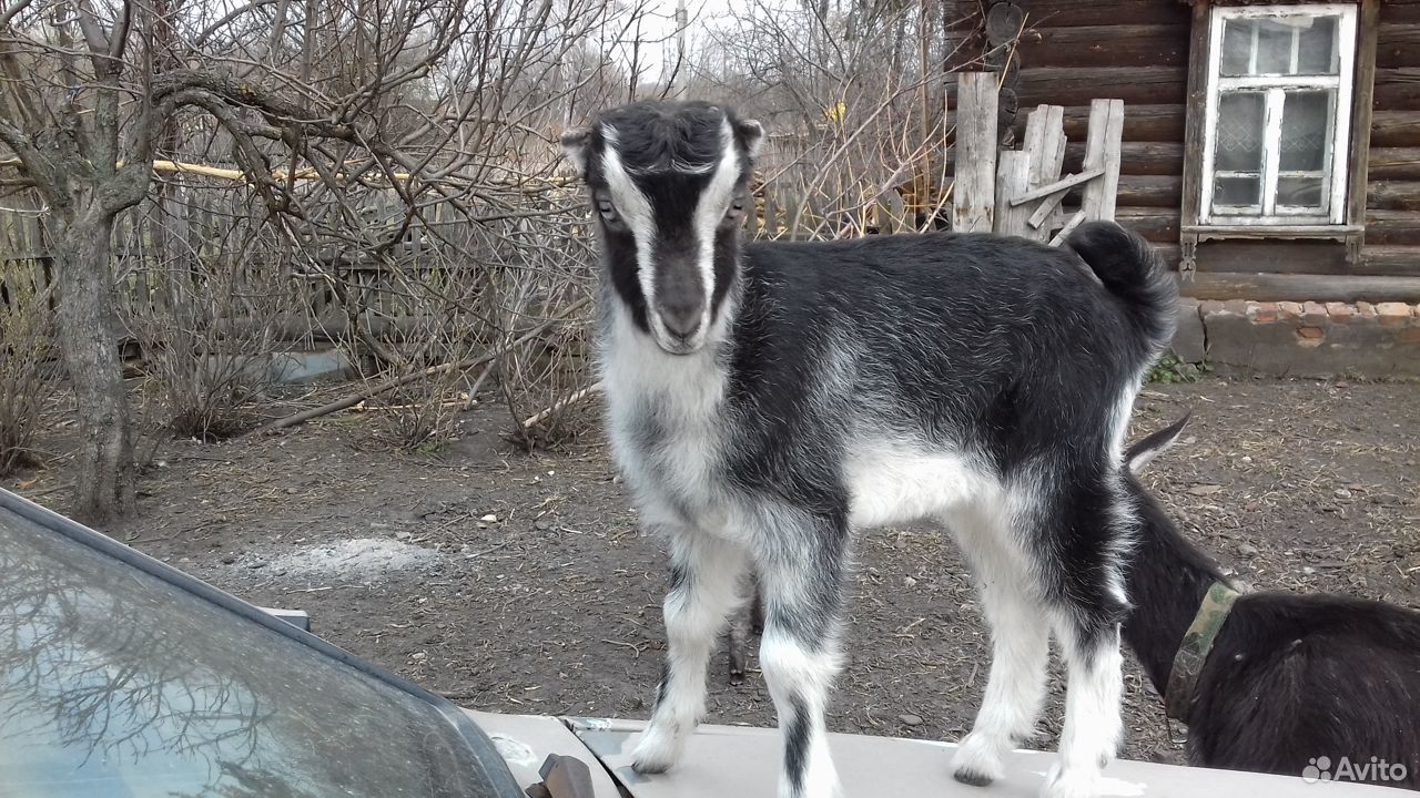 Козочка от высокоудойной козы купить на Зозу.ру - фотография № 3