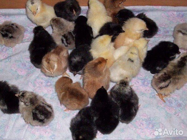 Продаются цыплята от домашних курочек купить на Зозу.ру - фотография № 1