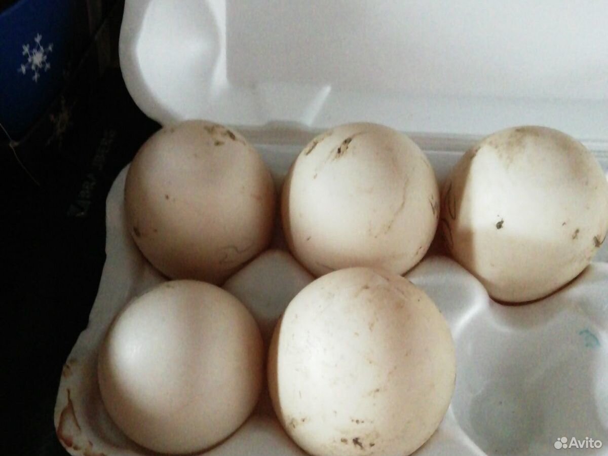 Яйцо мускусной утки купить на Зозу.ру - фотография № 3