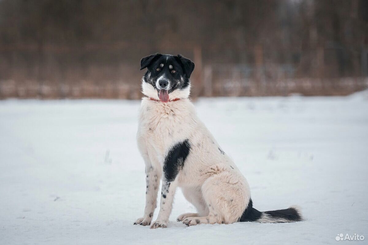Самая добрая собака ищет дом купить на Зозу.ру - фотография № 6