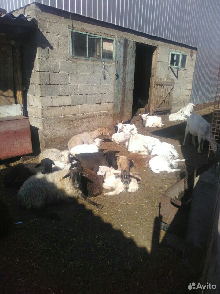 Продам коз и баранов купить на Зозу.ру - фотография № 3