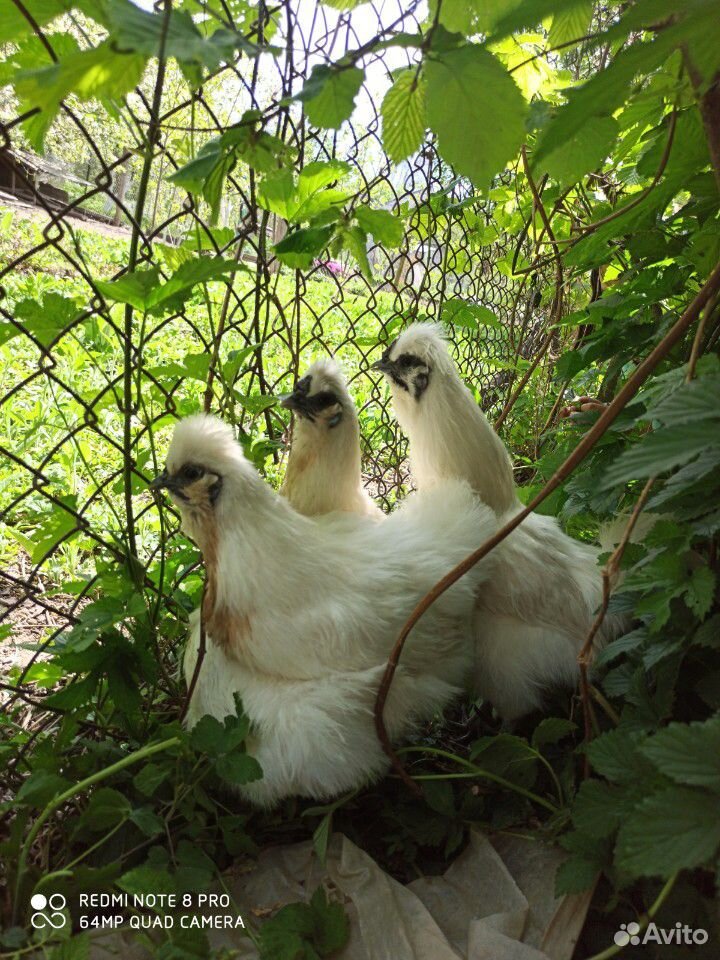 Китайские шелковые цыплята и инкубационное яйцо купить на Зозу.ру - фотография № 4