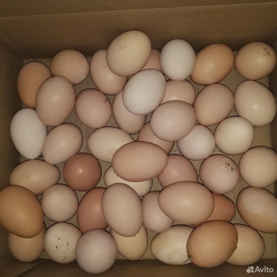 Яйца инкубационые куриные купить на Зозу.ру - фотография № 1