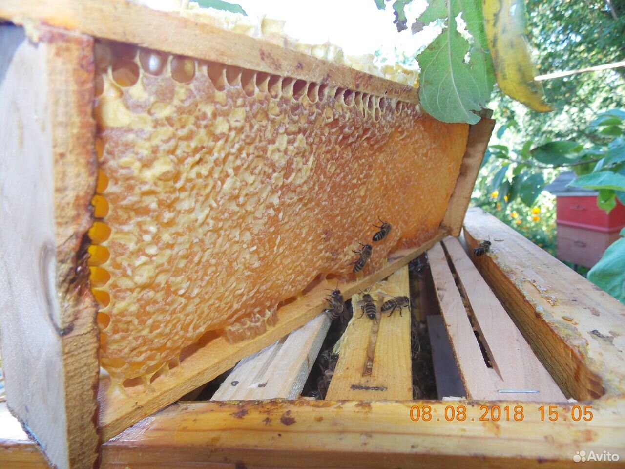 Пчелопакеты купить на Зозу.ру - фотография № 3