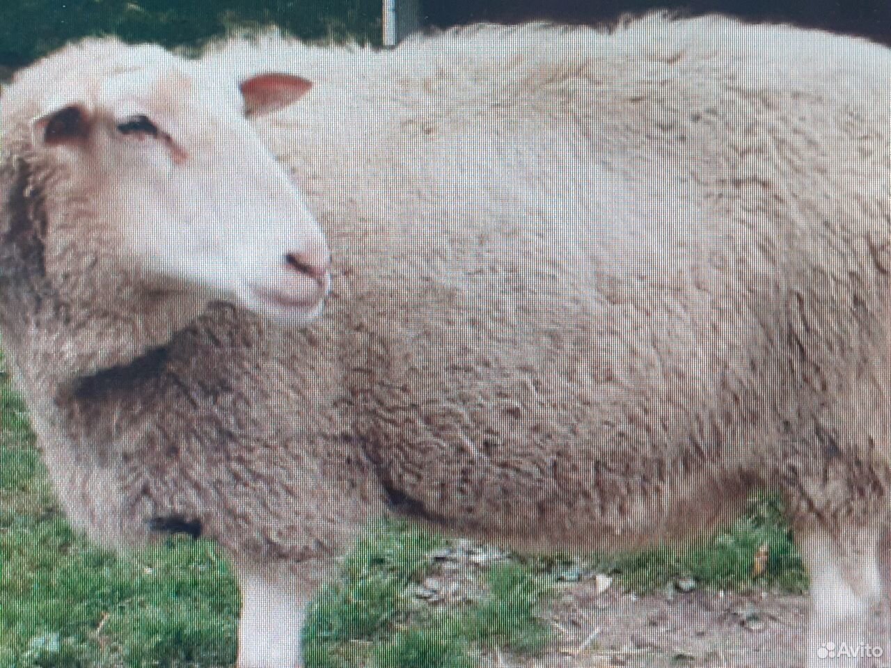 Продаю овец купить на Зозу.ру - фотография № 1