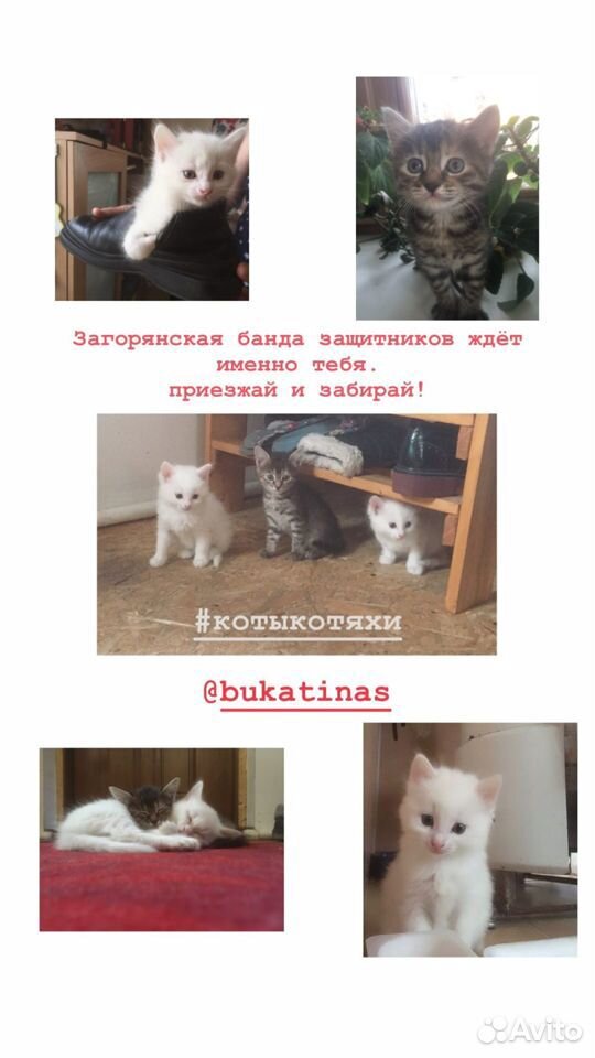 Загорянские котята ждут именно вас купить на Зозу.ру - фотография № 7