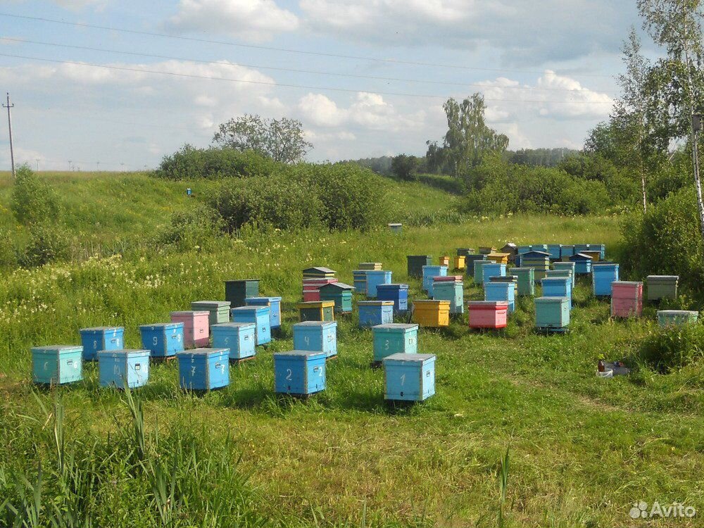 Пчелы на высадку купить на Зозу.ру - фотография № 4