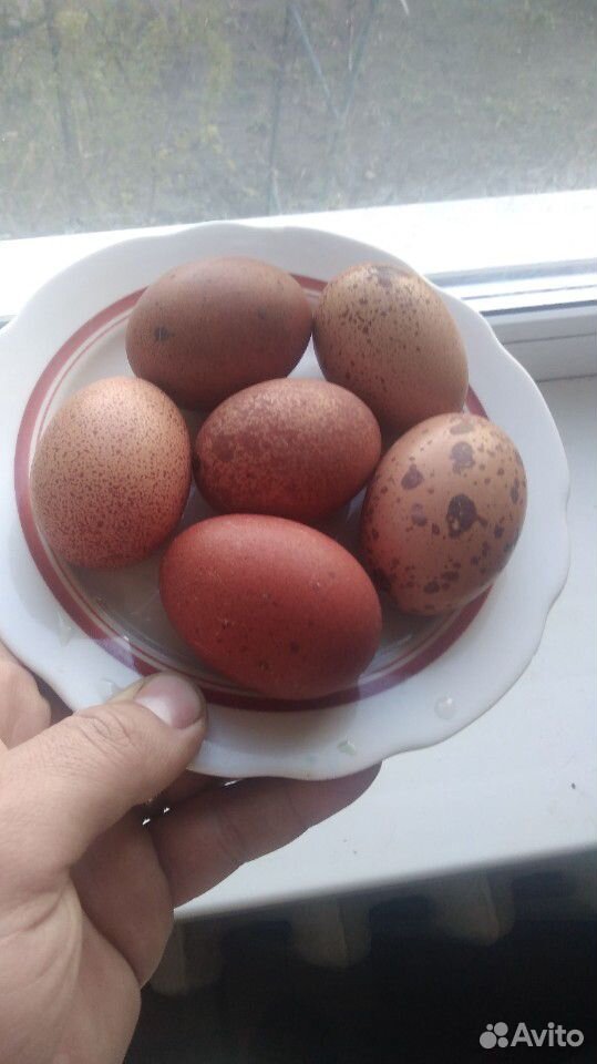 Яйца инкубационные Маран, Легбар купить на Зозу.ру - фотография № 2