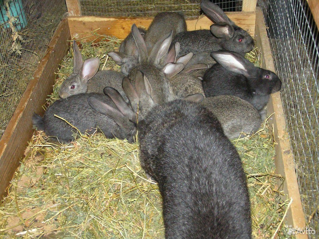 Кролики Фландеры и Калифорнийцы купить на Зозу.ру - фотография № 3
