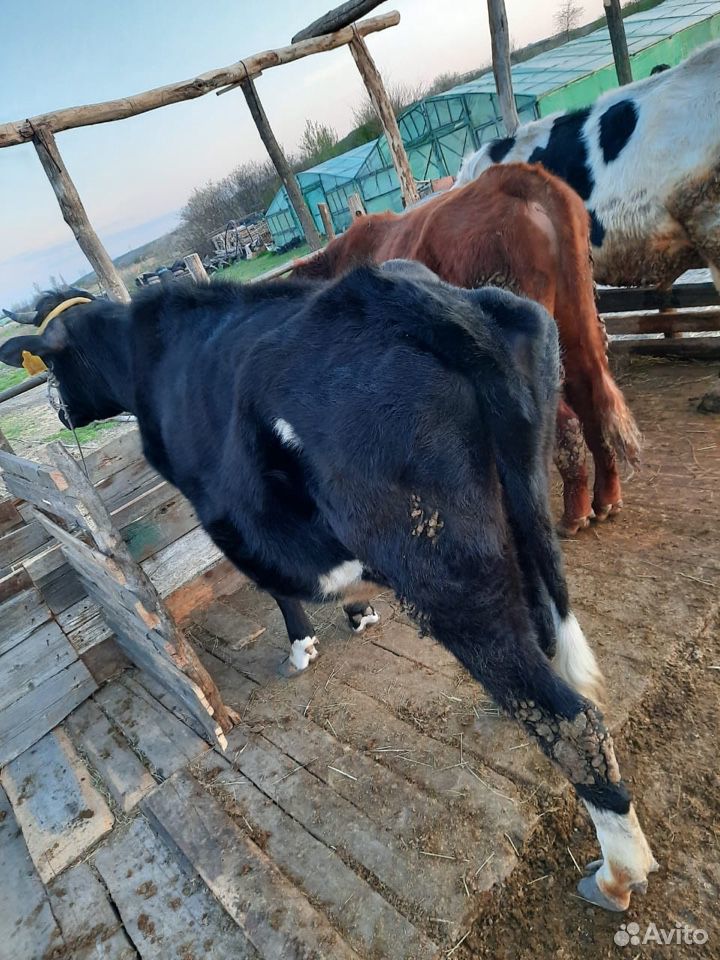 Корова,телка,бык купить на Зозу.ру - фотография № 6