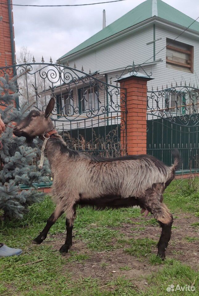 Дойная альпийская коза купить на Зозу.ру - фотография № 5