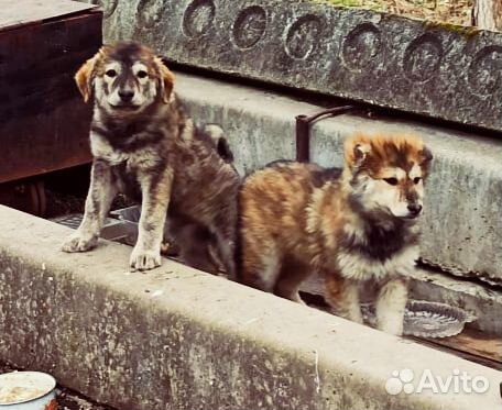 Хорошие щенки, ищут хозяина купить на Зозу.ру - фотография № 1